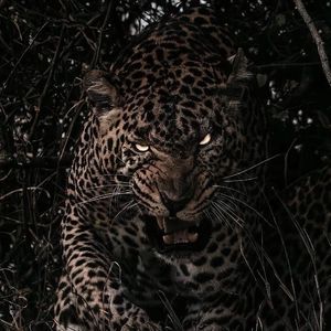 骚虎视频在线观看
